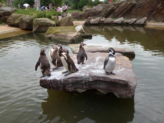 Chic 2 Bed Peak District Cottage Barn Near Alton Towers, Polar Bears, Chatsworth House Leek Dış mekan fotoğraf